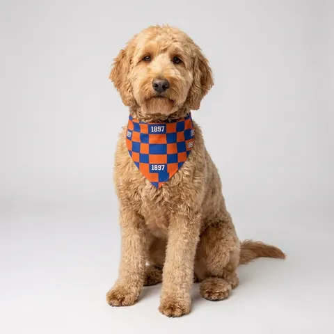 Langston 1897 Orange & Blue Pet Bandana