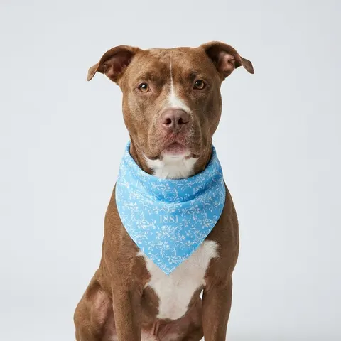 Spelman 1881 Sky Blue Elegance Pet Bandana — lifestyle view