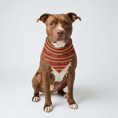 Tuskegee 1881 Crimson & Old Gold Pet Bandana — lifestyle view