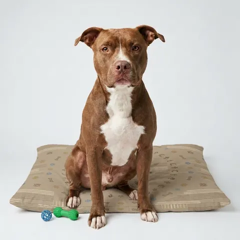 Faith Flag Multi-Faith Harmony Circle Pet Bed