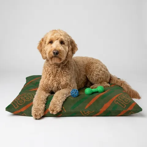 FAMU 1887 Orange & Green Energy Pet Bed