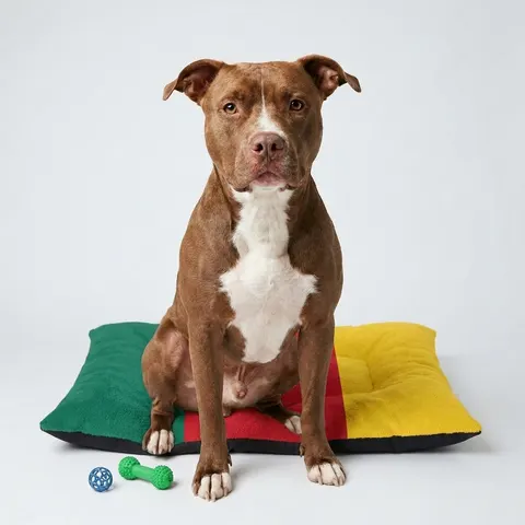 Cameroon Green Red Yellow Star Pet Bed
