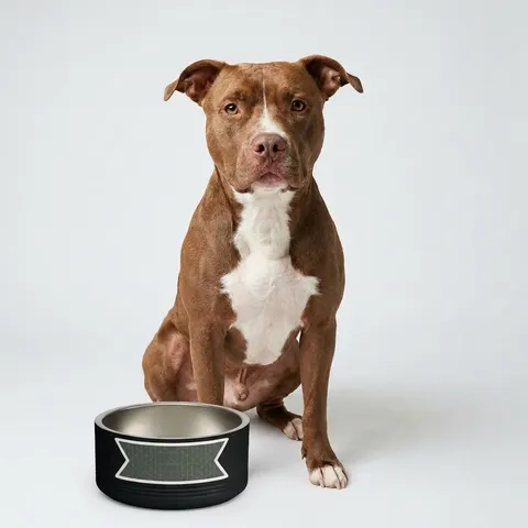 Oakland The Town Grid Pet Bowl