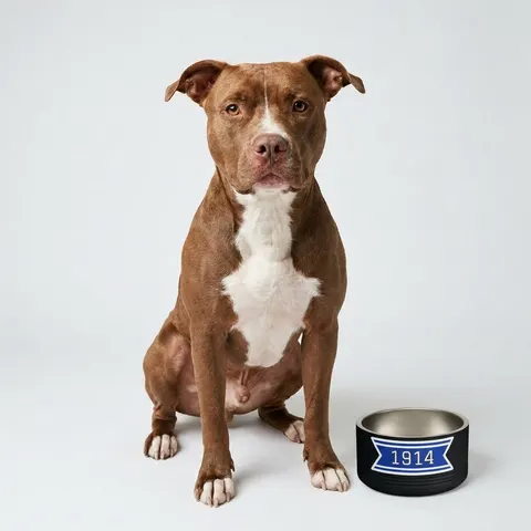 Sigma 1914 Royal Blue & White Pet Bowl