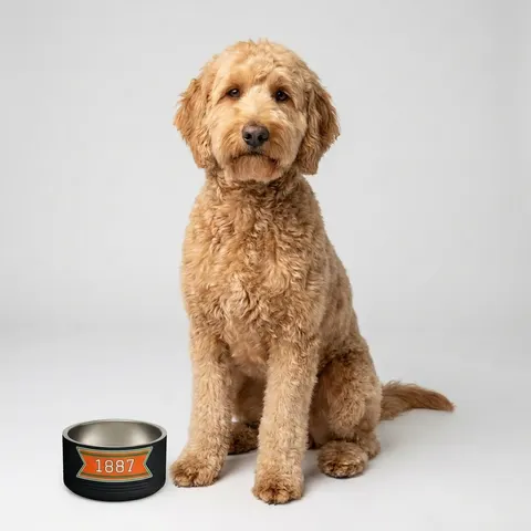 FAMU 1887 Orange & Green Energy Pet Bowl