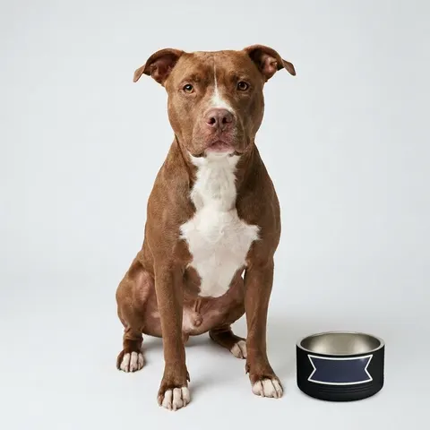Holiday Starry Winter Night Pet Bowl