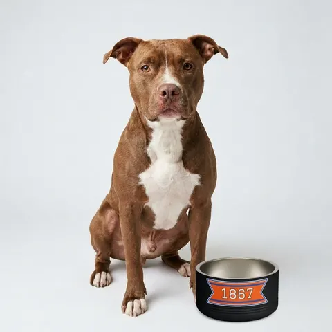 Morgan State 1867 Orange & Royal Pet Bowl