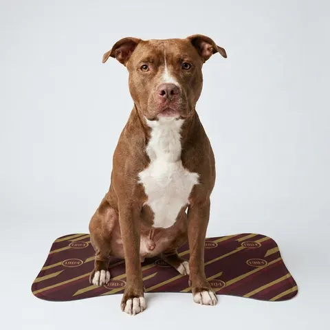Bethune-Cookman 1904 Maroon & Gold Pet Feeding Mats