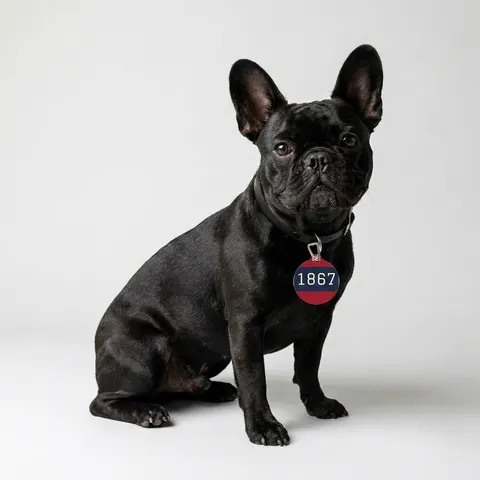 Howard 1867 Navy & Crimson Pet Tag