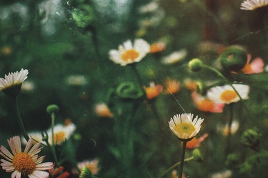 Why A Monthly Flower Subscription Makes Sense For Busy Homes