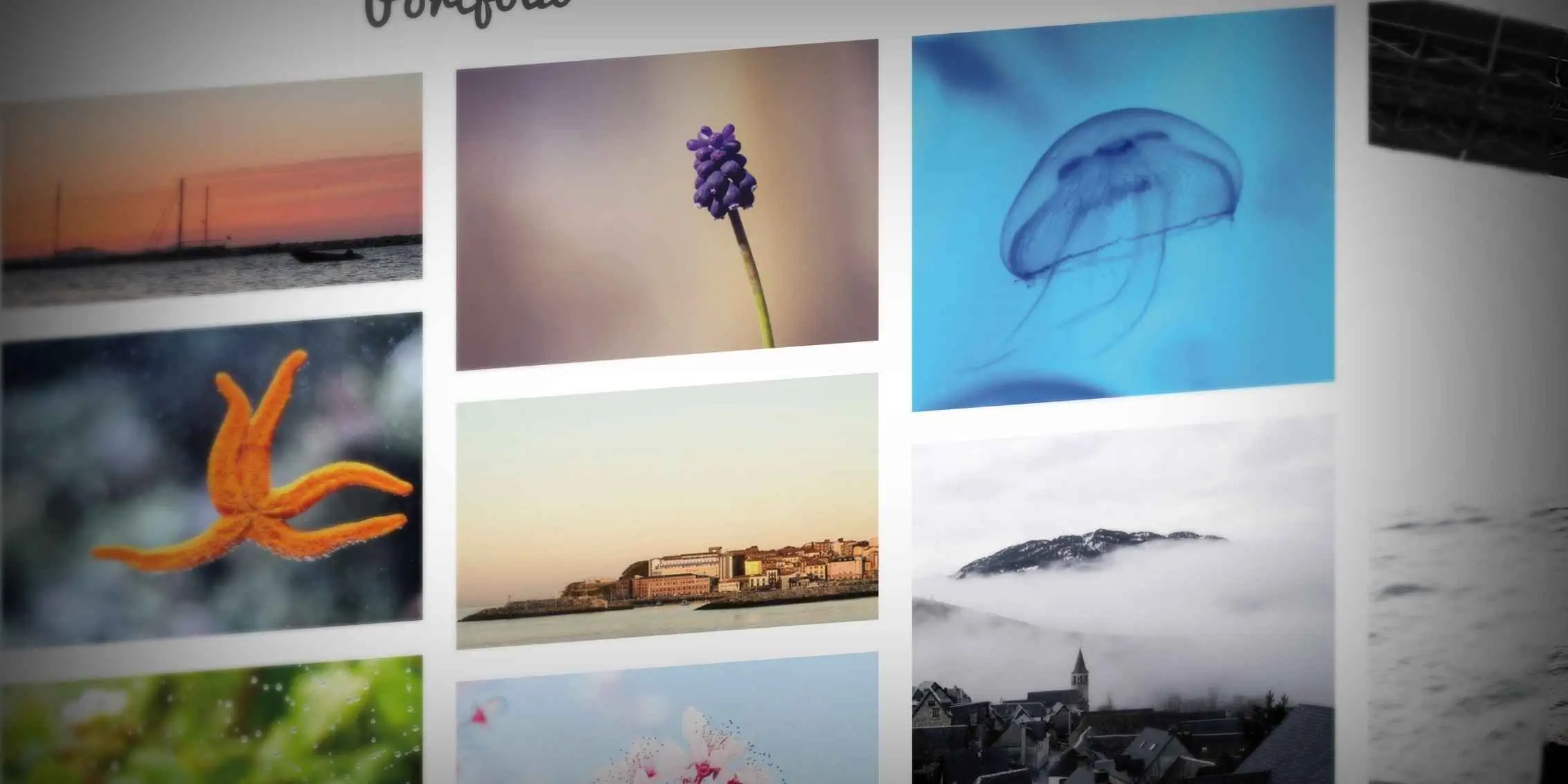 Portfolio grid with diverse photos including a flower, jellyfish, sunset,
                mountain, and underwater life