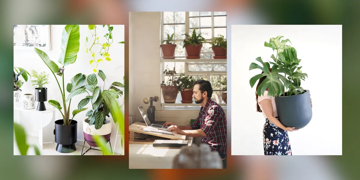 Plant Styling in Interior Design