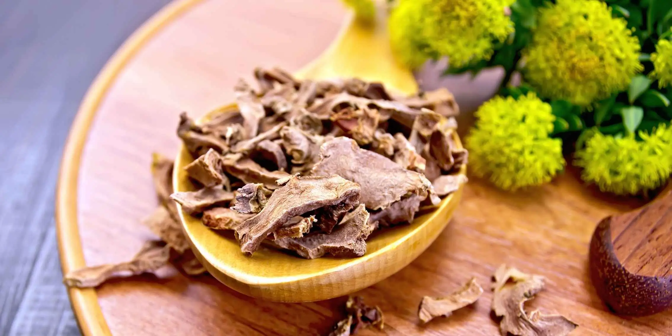 Dried rhodiola root pieces on a wooden spoon beside blooming yellow
    rhodiola flowers