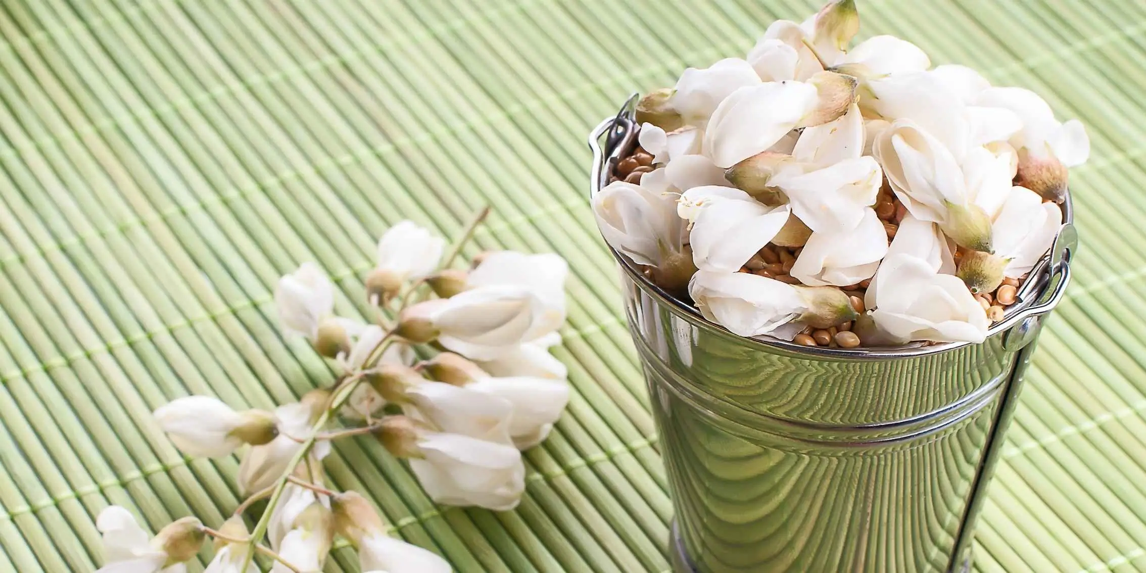 Fresh white acacia flowers in a metal bucket with acacia seeds on a green
bamboo mat