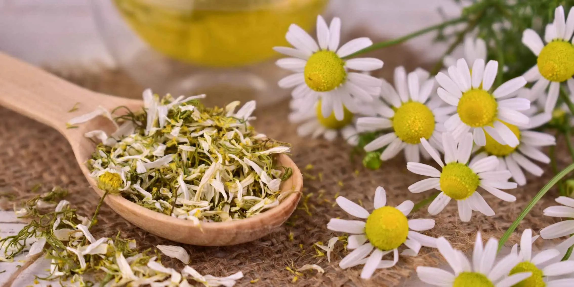 Chamomile herb