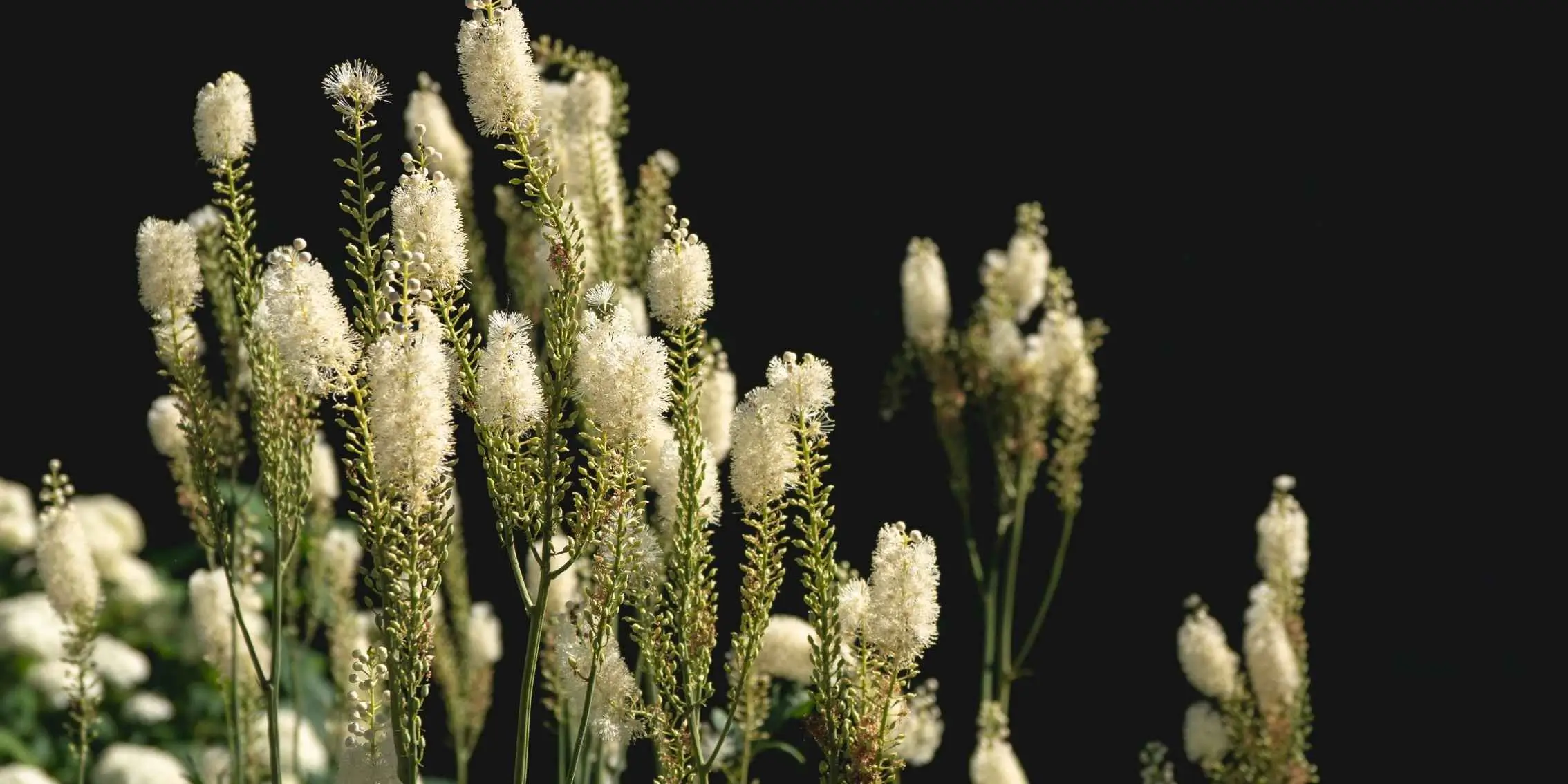 Black cohosh