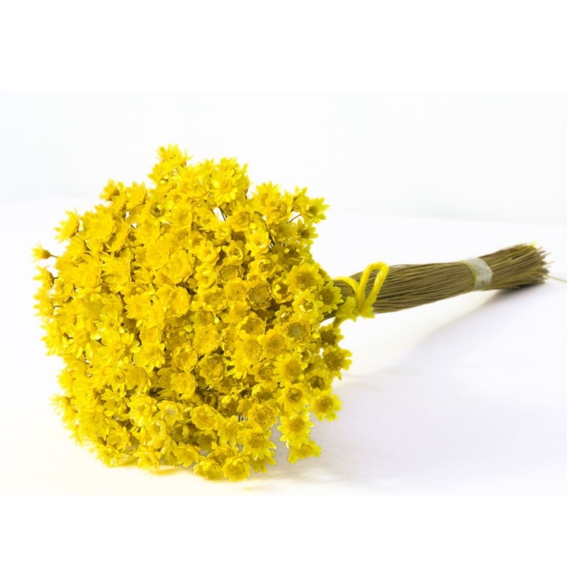 Sempre Viva, Flores Secas, Macinho