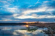 Sloughs WMA