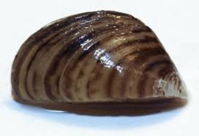 The Zebra Mussel Invades Lakes Timeline Timetoast Timelines