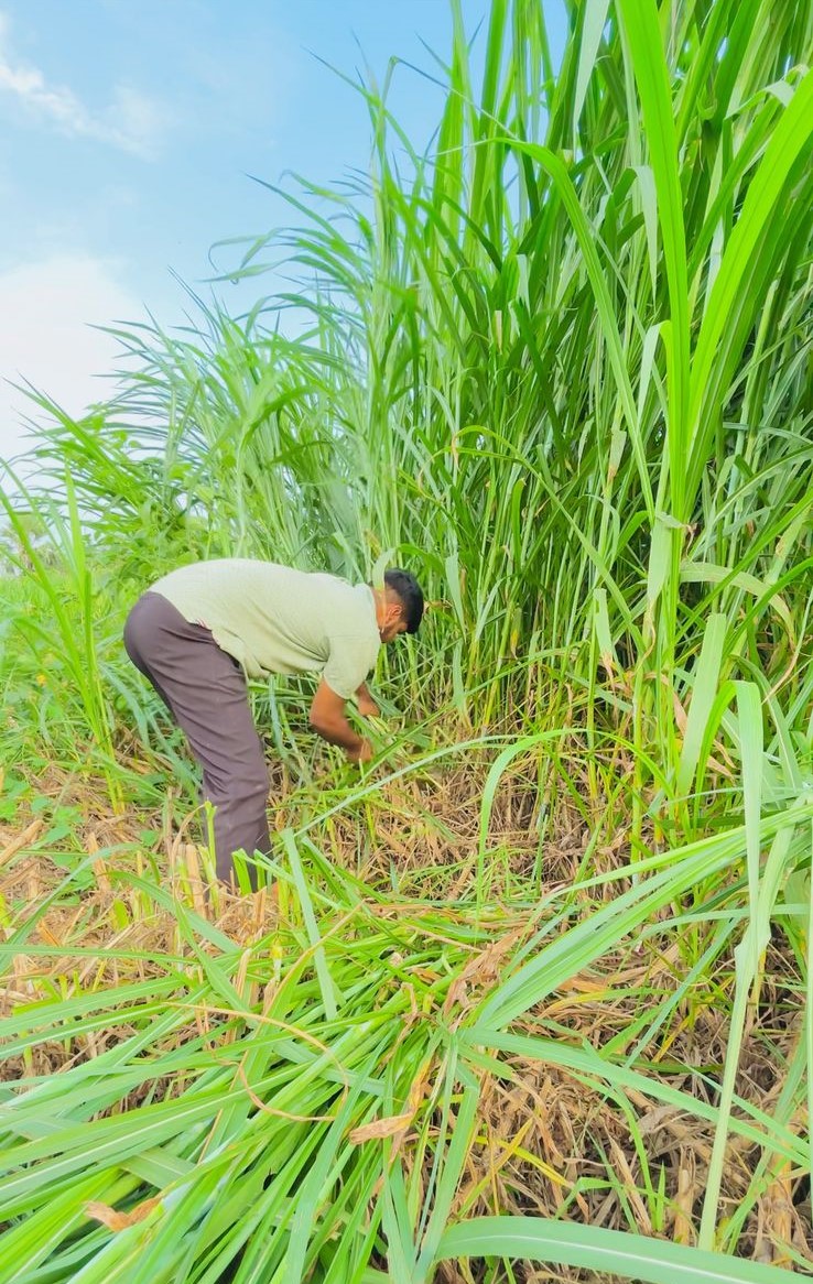 Image of ethical farming practices