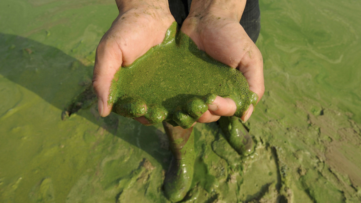 Toxic Algae Blooms on the Rise, Here’s How They Look From Above