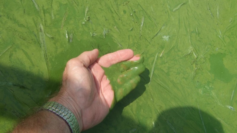 Satelytics Sheds New Light on Harmful Algal Blooms in Great Lakes