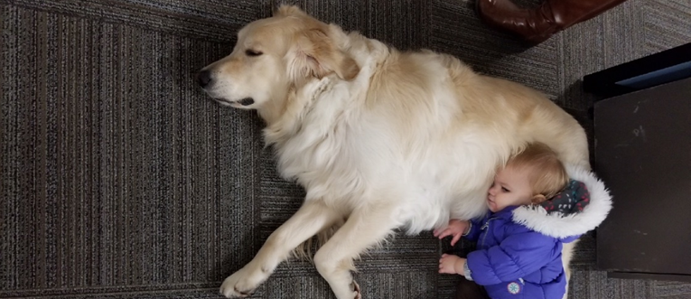 Satelytics next generation Geospatial Analytics Scientist takes advantage of the “vogue and modern day workplace benefits” – nap time on a golden retriever