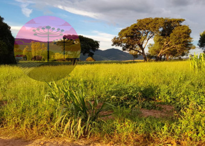 Imagem para o imóvel Ref. 371