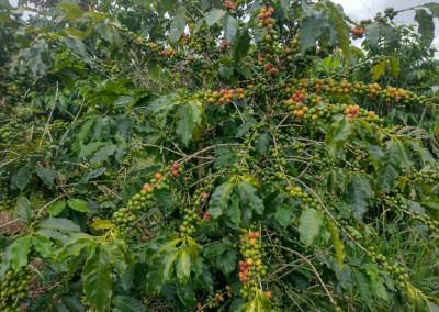 Imagem para o imóvel Ref. 403