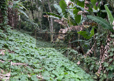 Imagem para o imóvel Ref. LS01137