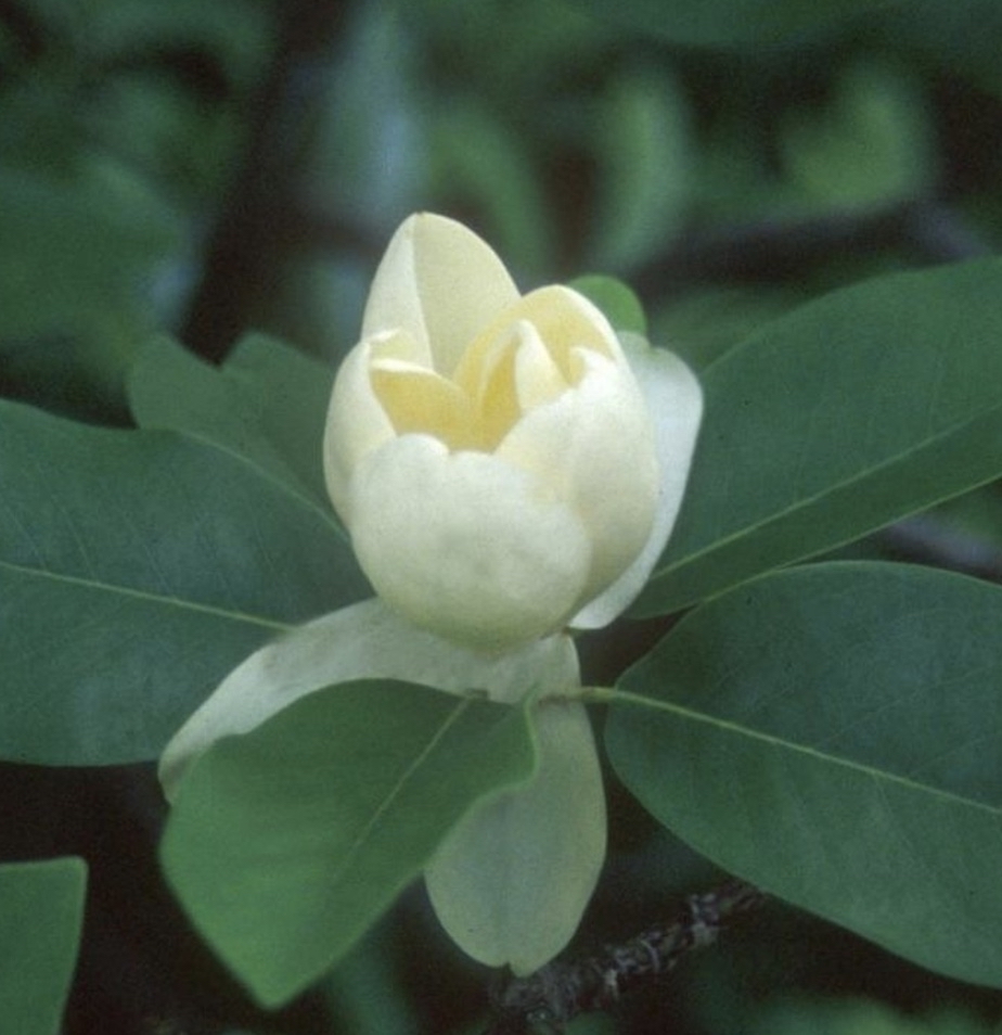 Moonglow Magnolia Dermaplane