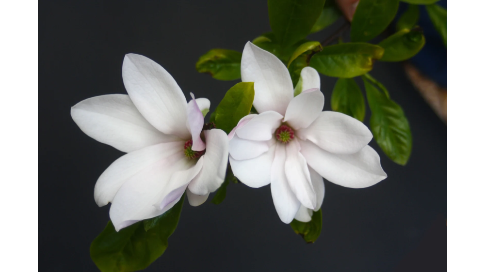 Star Magnolia