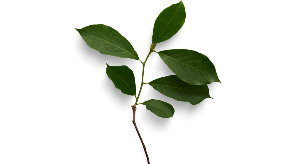 Little Gem Magnolia (REFRESHER)