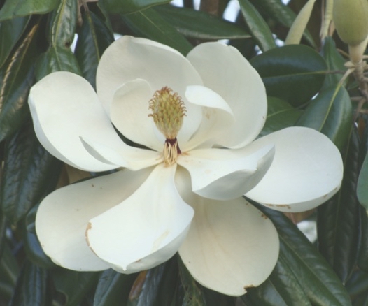 Blu Magnolia (AKA Southern Magn