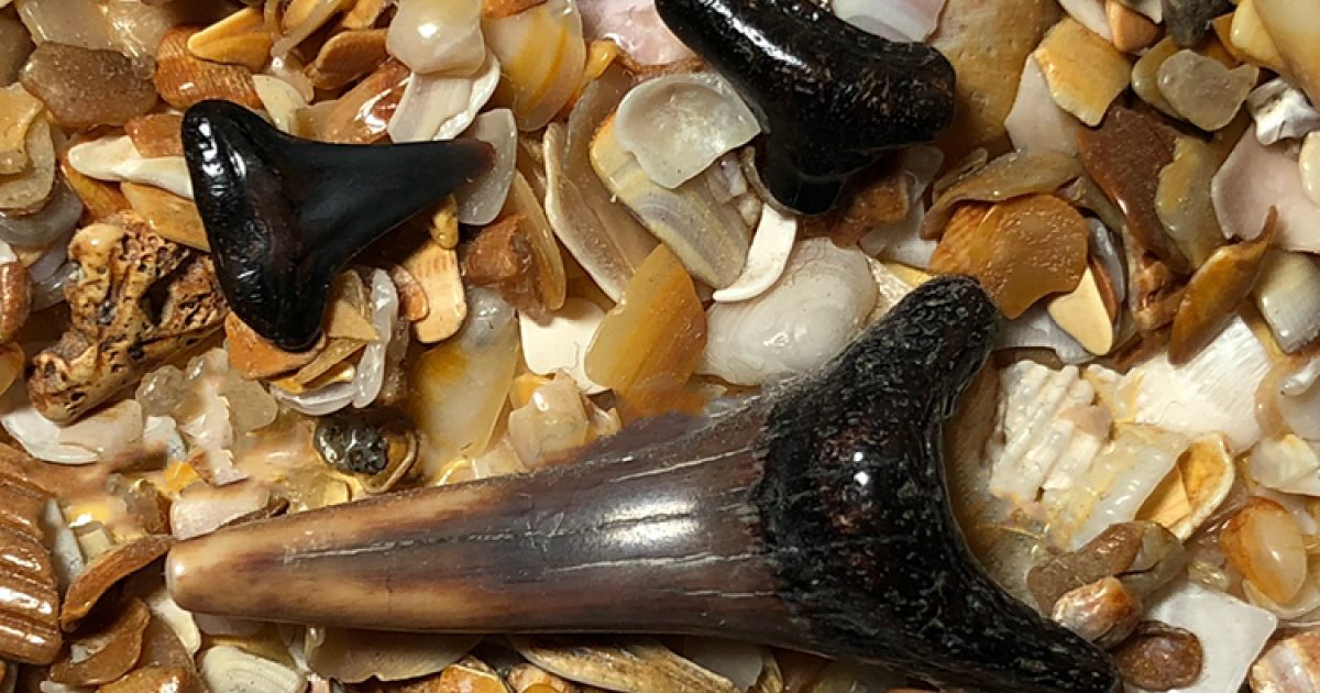 How to Find Shark Teeth St. Augustine & Ponte Vedra, FL St
