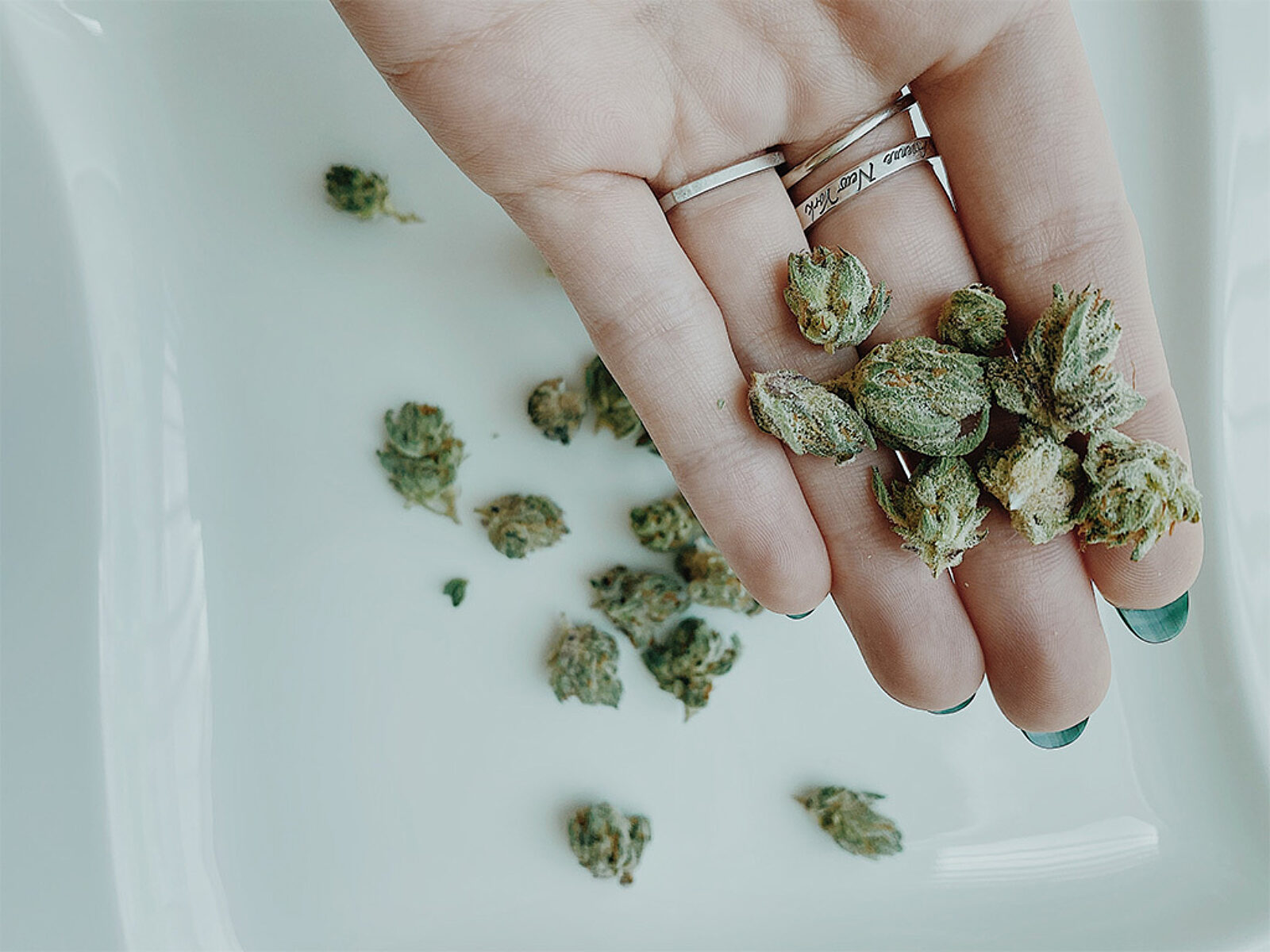 Cannabis WEB