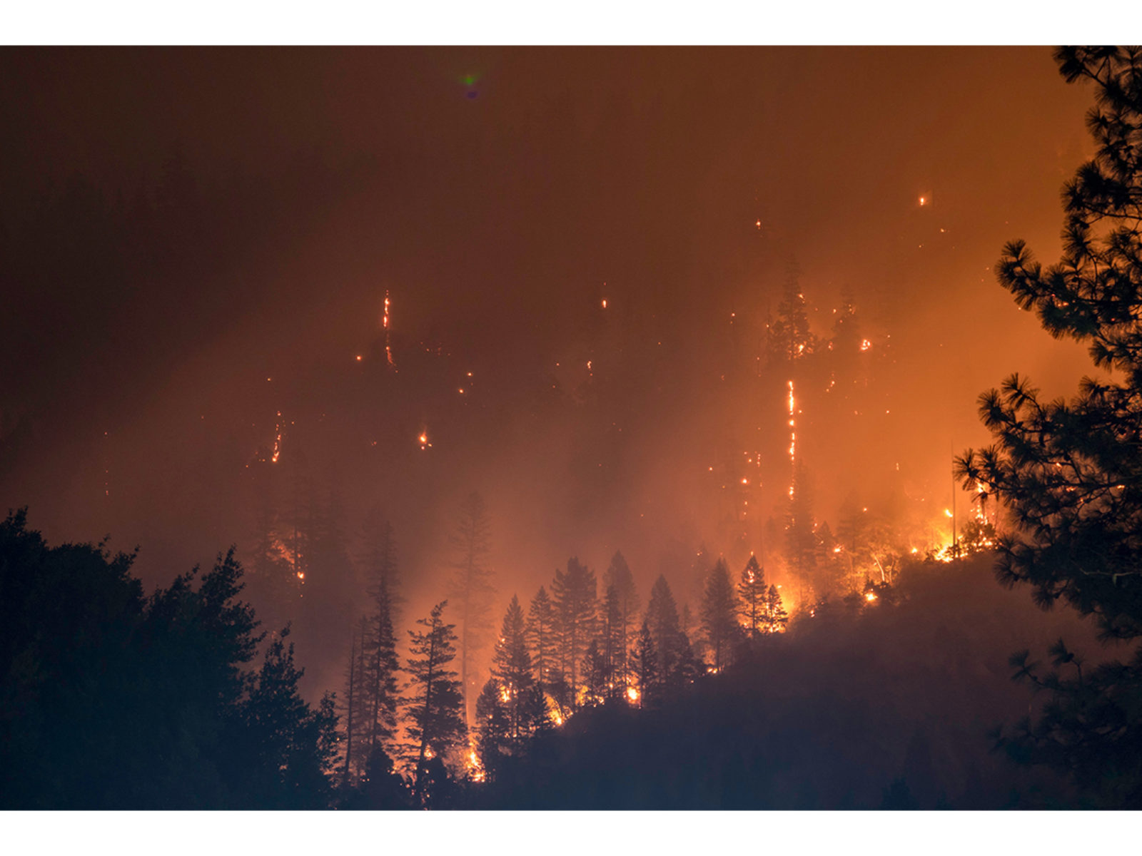 Forest Fire website