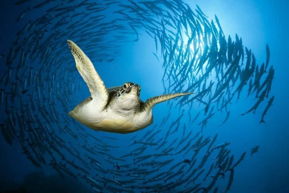 Marsa Alam Schildkrten
