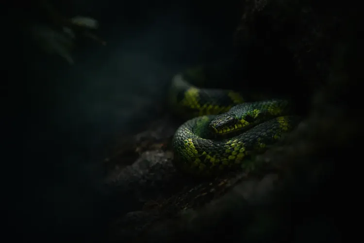 Dreaming About Snakes