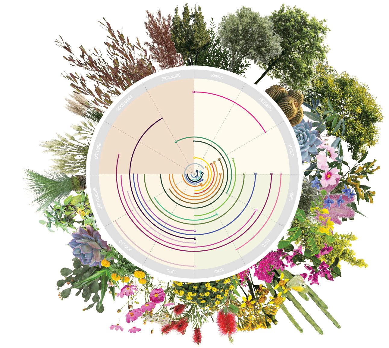Circular diagram showing native and endemic plant species classification with botanical illustrations, including trees, shrubs, cacti, flowers and grasses arranged around a radial legend.