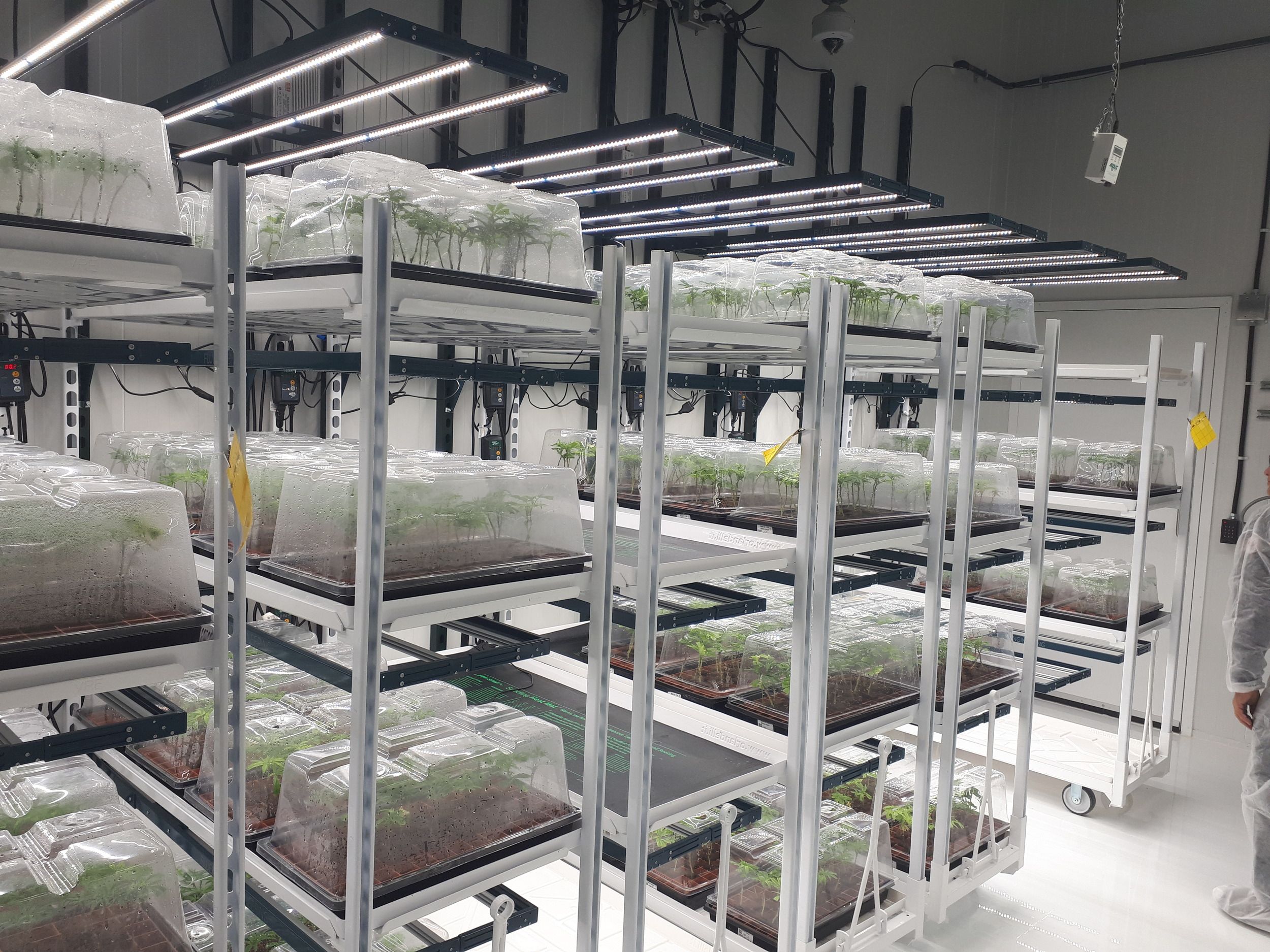 Indoor hydroponic growing facility with multi-level shelving units containing seedling trays under LED grow lights.
