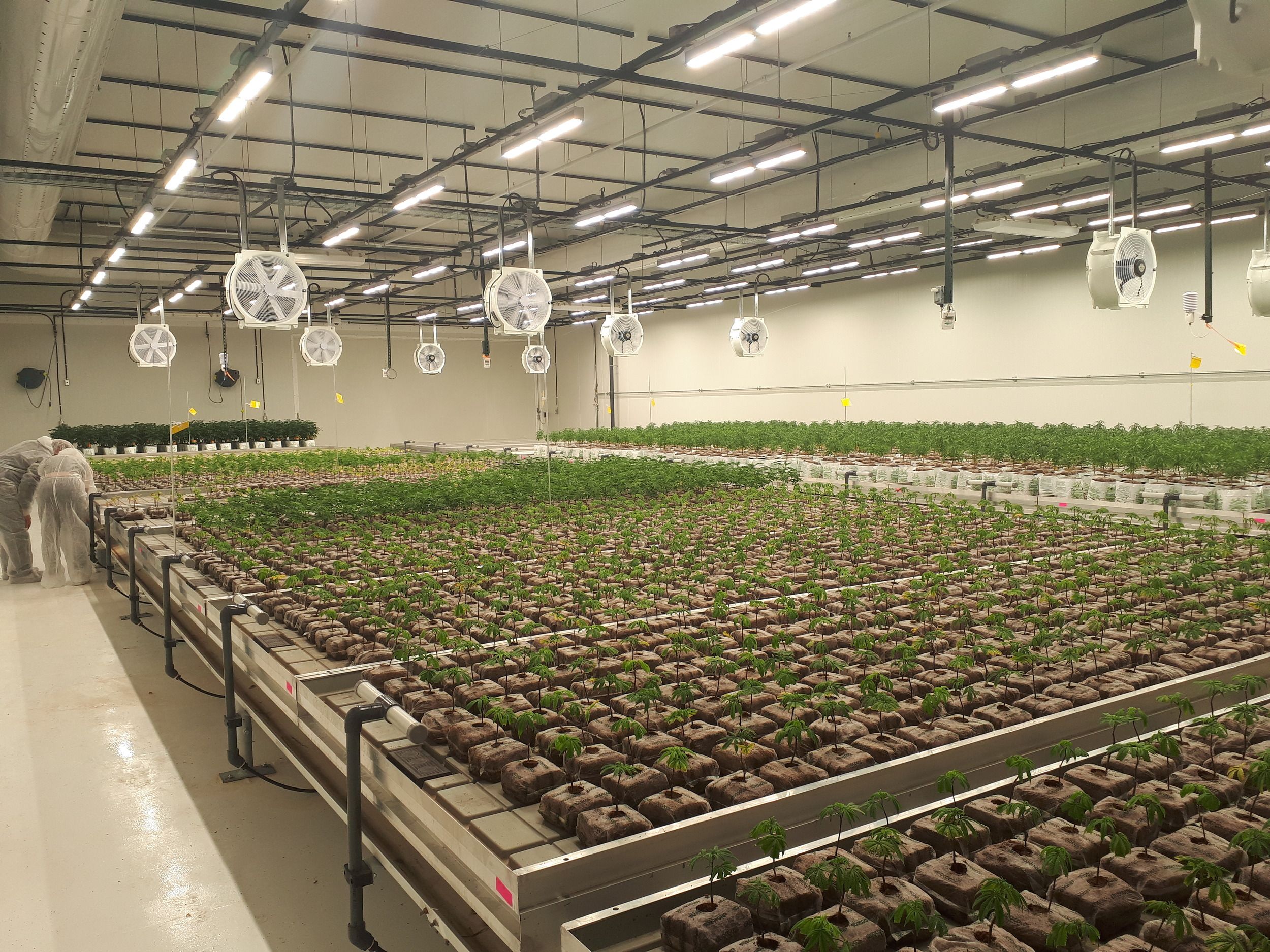 Indoor cannabis cultivation facility showing extensive hydroponic growing tables with young plants and overhead ventilation/lighting systems.