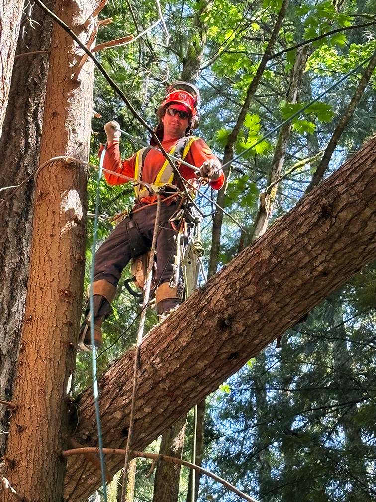 A professional arborist team at work with safety gear