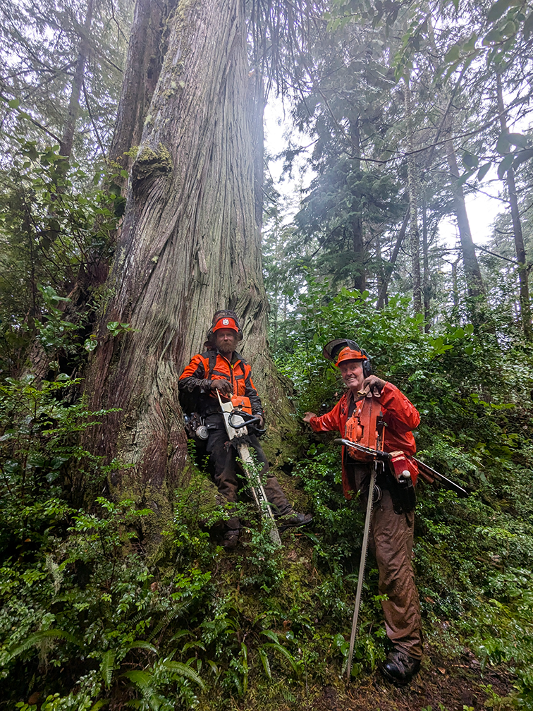 Arborists working as a team on a large tree