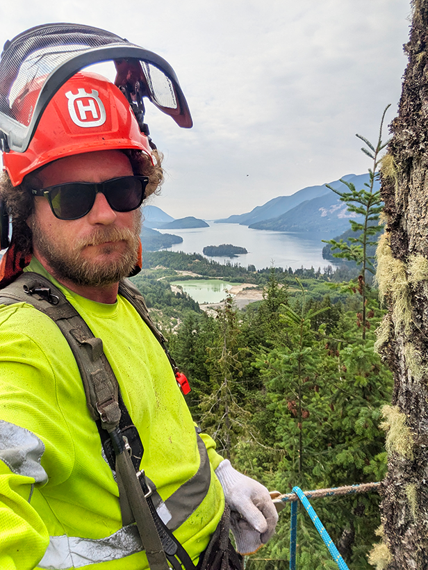 A professional arborist team working on a tree