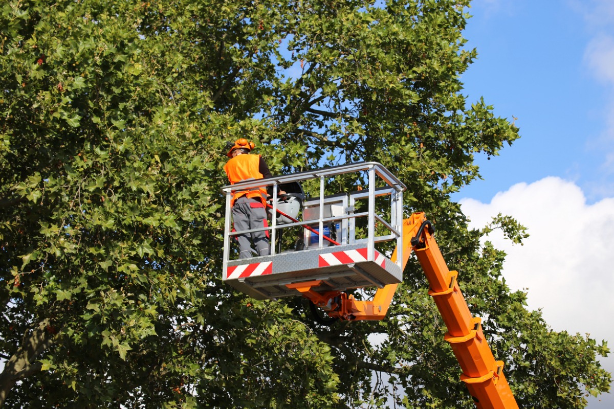 Tree removal and landscape service firm w/$925,000 of equipment