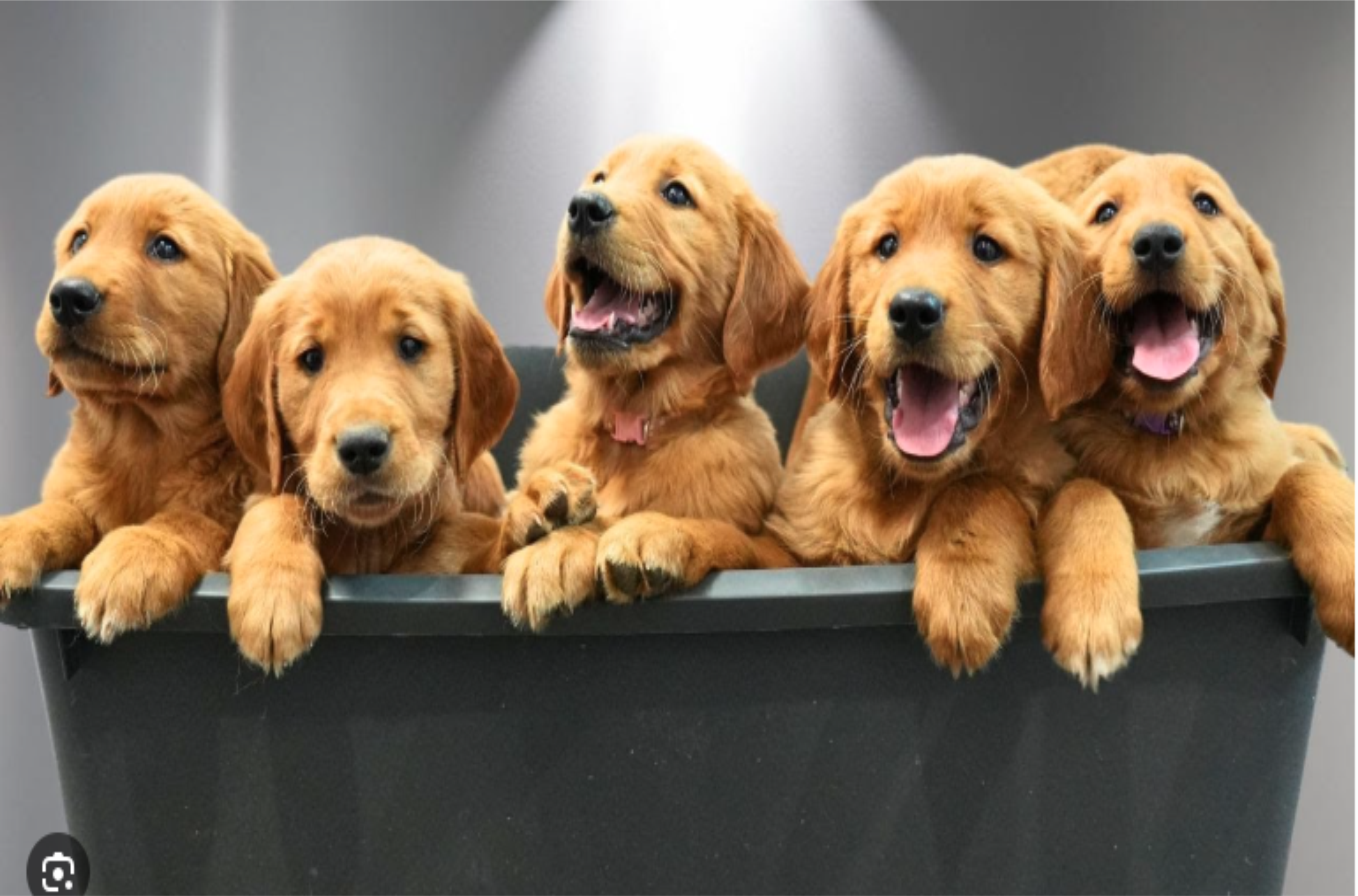 Established Boutique Pet Grooming Salon with Loyal Repeat Clientele