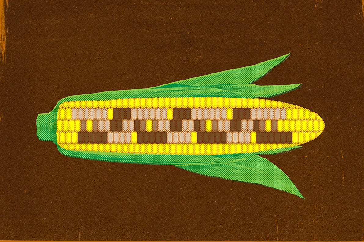 GMO corn