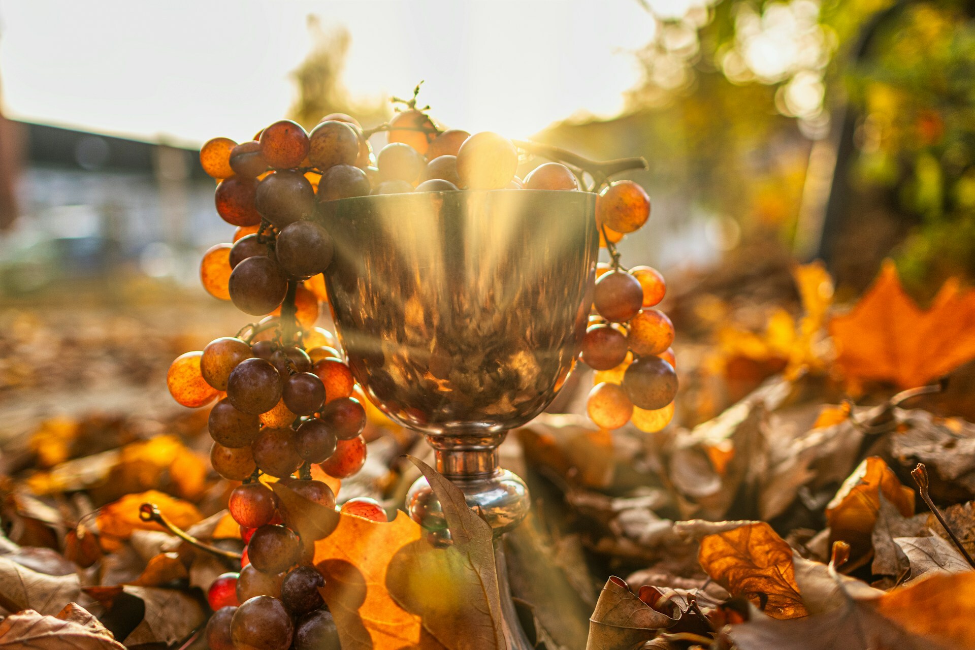 Proclaiming the Sacrifice — Today Daily Devotional