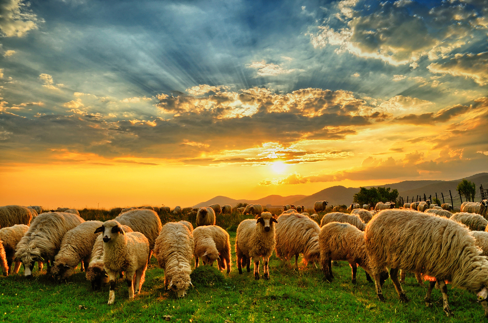 God, the Concerned Shepherd — Today Daily Devotional